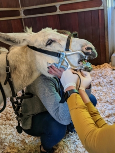 Dr. Daggett and Dr. Kim MacKinnon place a speculum on Clive. This is called a McPherson full mouth speculum. It keeps the donkey's mouth open during the process.