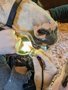 Next, a speculum light is also attached to help see inside the mouth including the back molars. Adult donkeys have 40 teeth - 12 incisors, four canines, 12 premolars, and 12 molars.