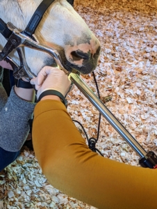 Floats are about 21-inches long. The long handles allow Dr. MacKinnon to get to the back molars easily. She works gently and slowly, always talking to the donkey to keep him relaxed. The key to working with any equine is to gain their trust, which in turn helps them calm down.