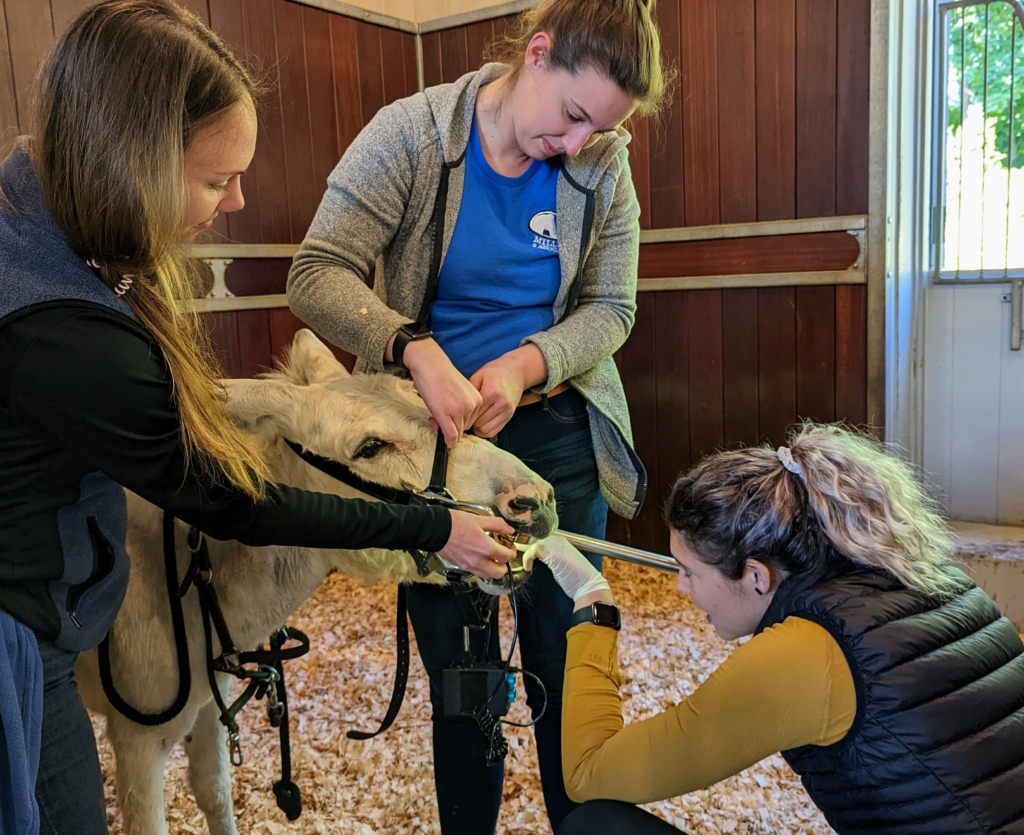 My Donkeys Get Dental CheckUps The Martha Stewart Blog
