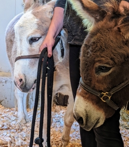 Truman "TJ" Junior and Rufus watch Clive from the other side of the stall. Donkeys are herd animals, so they don’t like being separated from other members of their pack. We always keep my donkeys together, so they always know where their friends are.