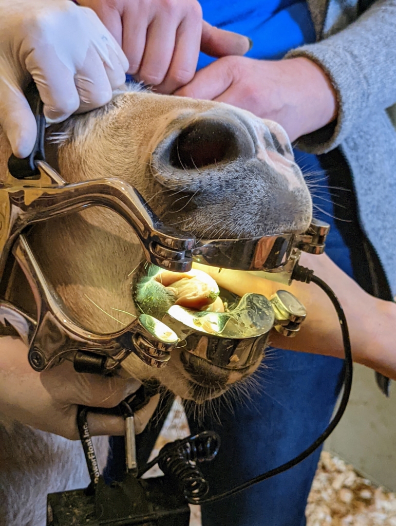 My Donkeys Get Dental Check-Ups - The Martha Stewart Blog
