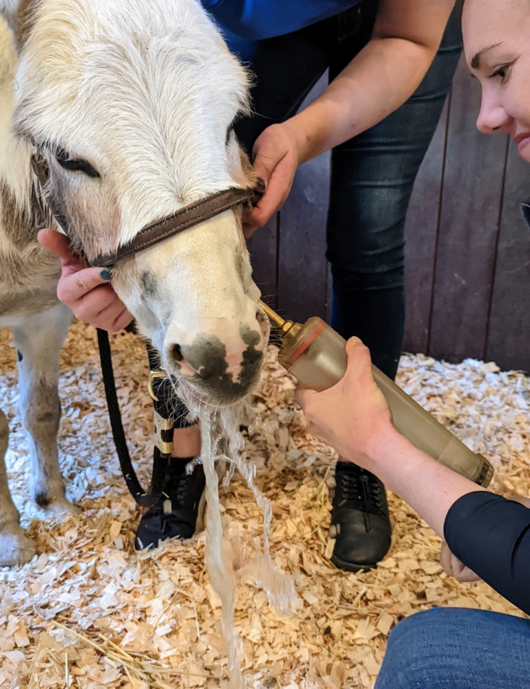 My Donkeys Get Dental Check-Ups - The Martha Stewart Blog