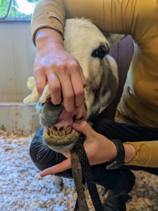 Here, Dr. MacKinnon also checks the front teeth for any abnormalities. Each donkey takes about a half hour to examine and float. What a good girl you are, Billie.