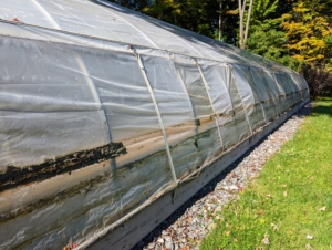 This is one of two large hoop houses where I keep many of my tropical and citrus plants during the cold season. The plants that are displayed at Skylands, my home in Maine, are brought back to Bedford every fall for proper storage and care. Looking here, one can see it was time to replace the Polyethylene skin.