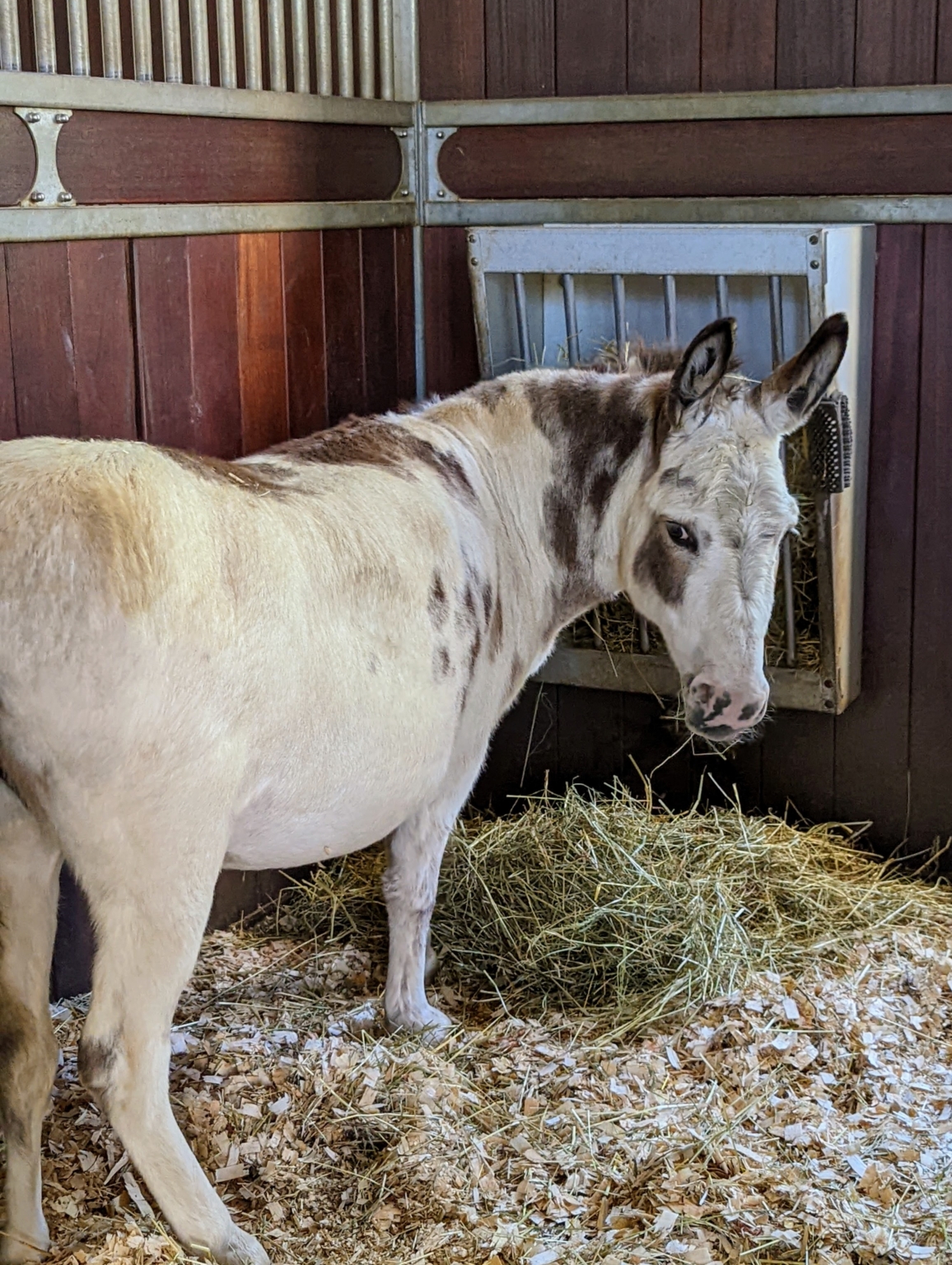 My Donkeys Get Dental Check-Ups - The Martha Stewart Blog