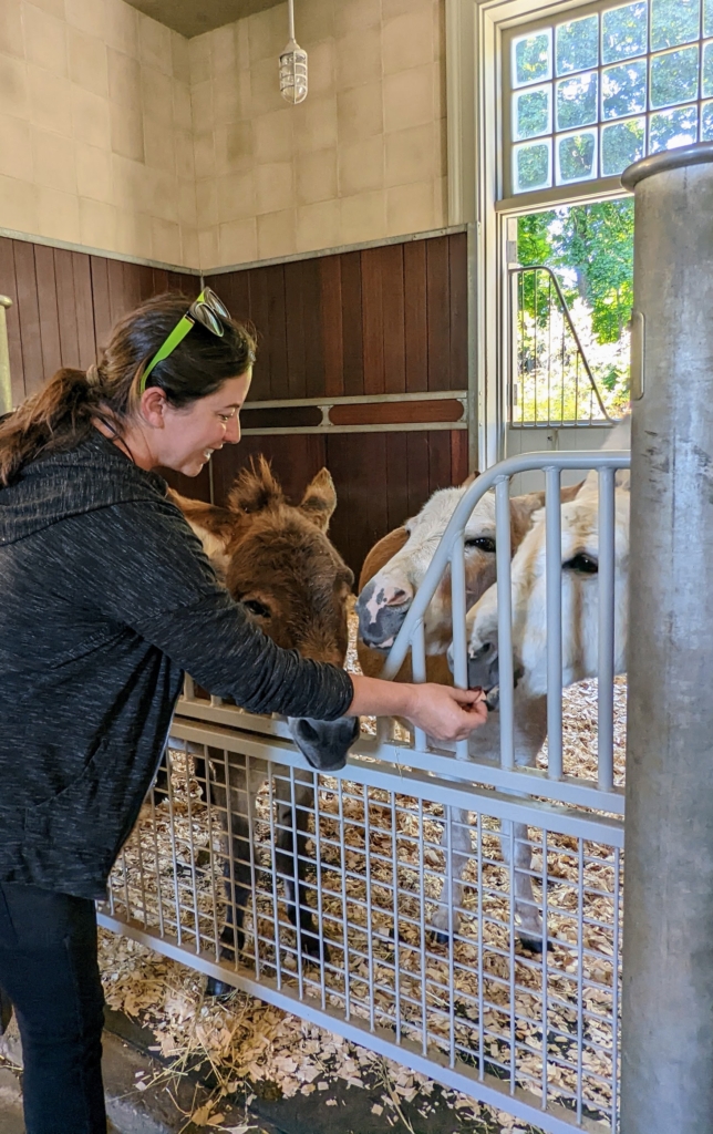 My Donkeys Get Dental Check-Ups - The Martha Stewart Blog