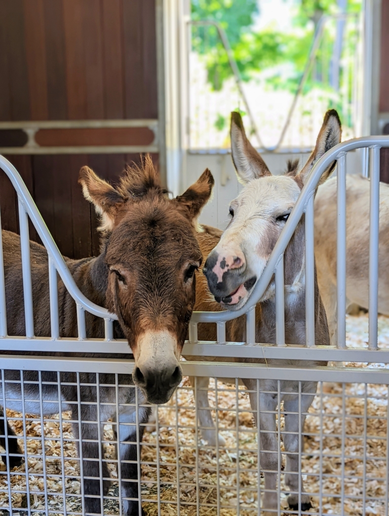 My Donkeys Get Dental Check-Ups - The Martha Stewart Blog