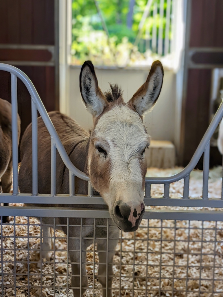 My Donkeys Get Dental Check-Ups - The Martha Stewart Blog