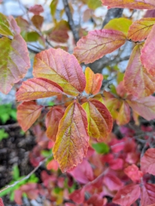 Persian parrotia or Persian ironwood is a small upright tree or large, rounded, multi-stemmed shrub. It is related to witch-hazel. The oblong green leaves turn various shades of red, orange and yellow in the fall, often persisting into the winter months.