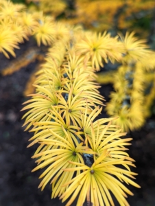 Here are the bright yellow branches of the American larch, Larix laricina, out in the pinetum. This tree is commonly called tamarack, eastern larch, American larch or hackmatack. This deciduous conifer will drop all these showy needles just as winter approaches.