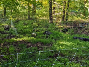 This area is just off the carriage road leading through the hayfields and back toward my woodlands. We selected this patch because of the vegetation and its accessibility to the road. Everyone was so excited to meet the goats.