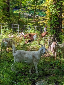 10 goats can clear an acre of unwanted vegetation in 30 days. The process takes awhile, but it is done without the use of any chemicals. Plus, the animals fertilize the area, leaving good, natural manure behind.