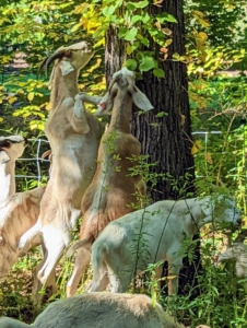 Goats are able to reach the weeds up on this tree. They actually enjoy the plants that are up high. They also like poison ivy, but beware, a human can still be affected by touching the fur of an animal that has touched poison ivy.