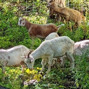 Here are some goats working on the ground plants. And do you know what a group of goats is called? It's known as a herd, a tribe, or a trip of goats.