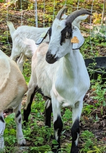 Most of these goats are just over a year old. When working, they travel together in their same herd and are always protected from predators with a temporary fence.