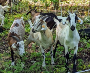 Most of the goats in this herd are males. A male goat is referred to as either a "buck" or a "billy" goat. Female goats are called "does" or "nanny" goats.