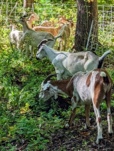 The goats are very intelligent, curious, and alert - exploring all corners of the enclosed space looking for their vegetation of choice.