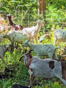 Goats are social animals and prefer the company of other goats. They also form bonds with their offspring as well as their human caretakers.