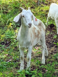 The practice of using goats and sheep for weed and vegetation control has been around for several centuries. During World War I, the White House implemented sheep grazing to maintain the expansive lawn because the nation was reserving the necessary manpower for the war efforts. However, once the war ended, faster gas-powered lawn mowers and weed whackers were used instead.