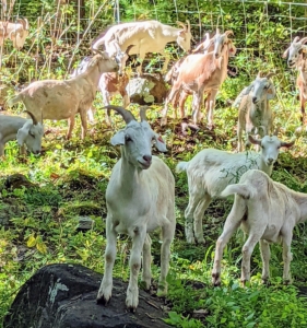 The goats went to work right away - eating brambles, weeds, and other unwanted plants.