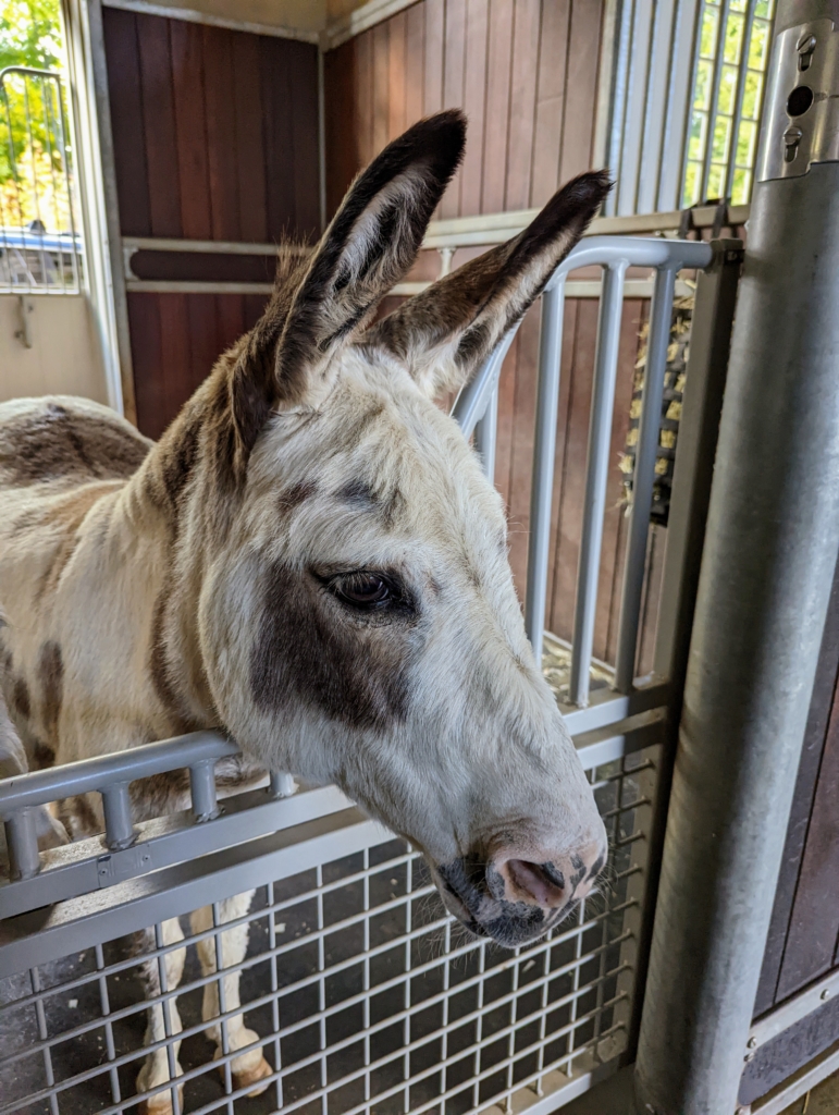 My Donkeys Get Dental Check-Ups - The Martha Stewart Blog
