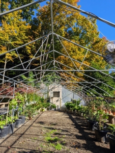 Here is the hoop house without its skin. The entire structure is built using heavy gauge American made, triple-galvanized steel tubing. I chose this gothic style because of its high peak to accommodate my taller plants.