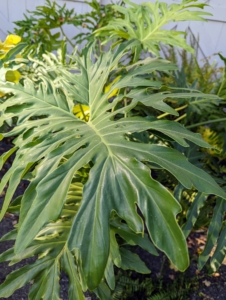 The foliage of philodendrons is usually green but may be coppery, red, or purplish with parallel leaf veins that are green or sometimes red or white. Shape, size, and texture of the leaves vary considerably, depending on species and maturity of the plant. I have many philodendrons that are growing so well here at Bedford.