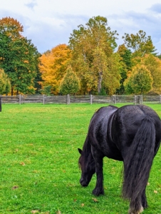 This time of year is always so magical. Here's my Fell pony Banchunch grazing in his pasture surrounded by the beautiful foliage. I hope you are able to enjoy some of these autumn colors where you are.