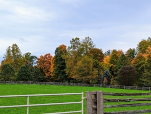 The perimeter around my paddocks displays such wonderful shades of amber, brown, orange and green. I also get many compliments on the fencing – it is antique spruce fencing I bought in Canada, and it surrounds all my paddocks for the horses, pony and donkeys.