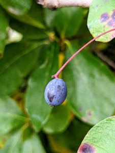 But look closely, and one can see many of its berries. The fruit is a black-blue, ovoid stone fruit, with thin, oily, sour tasting flesh. These berries are very popular with small birds.