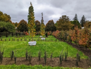 I am so pleased with how this botanical maze is coming along. This maze is located in a three acre paddock - among the most beautiful green spaces here at my farm. On this day, my gardeners and outdoor grounds crew planted these tall, slender American sweetgums. This tree shows off green foliage in the warmer months and a kaleidoscope of autumnal tones in the fall, including vibrant orange, red, purple, and yellow.