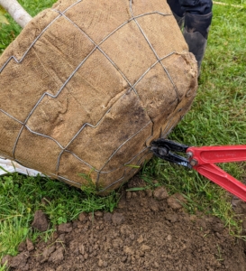 Before rolling the tree into the hole, Chhiring uses heavy duty wire cutters to cut the wire cage that is wrapped around the root ball.