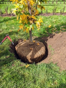 Here is the sweetgum in its new home. The Slender Silhouette sweetgum is highly adaptable, drought-resistant, and easy-to-grow, but it does best in well-drained soil where it can get full sun.