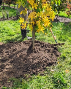 Domi uses a hard rake to level the soil and tidy the tree pit.