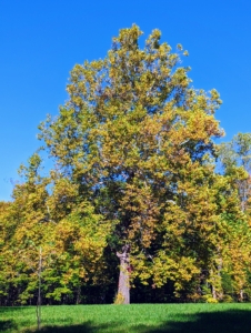 At the edge of the back field is the giant sycamore tree - the symbol of my farm. The foliage of American sycamore trees is a vast crown of large leaves. In autumn, sycamore tree leaves turn shades of yellow and brown.