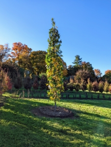 This sweetgum looks great. When planting any tree or shrub, always consider the size of a mature specimen when selecting where to plant it. All of these trees will thrive in the maze. We still have lots of work to do, but I am so excited to see it all done. Please see more of my maze, including sweeping drone shots from above, on my newest show "Martha Gardens" now on Roku. You'll love it.
