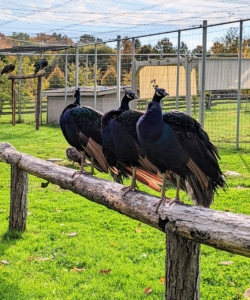 The group was fascinated by the peafowl perched in their enclosure. During this time of year, the peacocks are without their long, lustrous tail feathers, but they will regrow their plumes longer and fuller by February when breeding season begins.