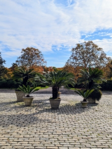 The group then walked down the Boxwood Allée, past the stable courtyard where they saw this grouping of potted cycads. Very soon, these will be tucked away in their greenhouses for the long winter ahead. Thanks for coming, New York Hortus Club - I hope you enjoyed your visit to my farm.