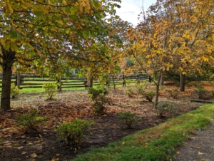 Next, Ryan walked the group past the extended azalea garden. Along both sides of the carriage road leading from my Summer House to the stable, we planted hundreds and hundreds of azaleas. They will look so stunning in spring.