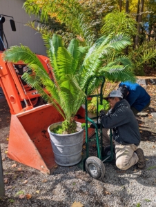 The container plants can then be wheeled in on a hand truck. Moises moves this very carefully, so the container is not damaged and the branches of the plant are not hurt along the way.