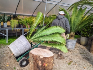 This project of moving the plants is a big undertaking and takes several days to complete.