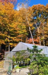 Look at the fall colors above the hoop house. This week was peak fall foliage time for this area. Peak color is roughly between early October and early November.