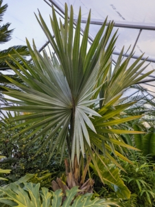 This is a Bismarkia palm, Bismarckia nobilis, which grows from a solitary trunk, gray to tan in color, and slightly bulging at the base.