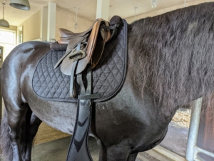 Hylke remains very still - he is such a good boy. The saddle sits on the saddle pad as well as a non-slip pad so nothing slides during the ride and both rider and horse are comfortable with the equipment.