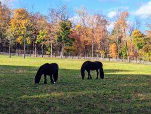 My Fell Pony Banchunch is on the left and Rinze, the patriarch of the stable is on the right - such beautiful horses enjoying a lovely autumn afternoon.