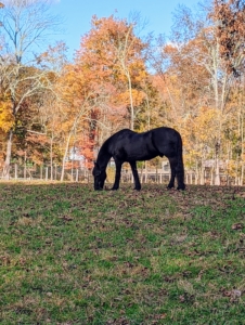 The Friesian is most often recognized by its bold black coat color. Bond's coat stands out in front of the changing foliage. Friesians also have long, arched necks and powerful sloping shoulders, compact, muscular bodies with strong hindquarters, and low-set tails.