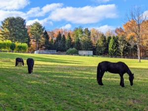 And then all the horses are turned out in my Run-In paddock, the largest here at the farm. These boys are more interested in grazing than posing for the camera.
