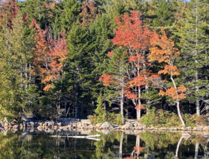 Fall foliage seen through the woodland surrounding Jordan Pond - these views never get old. I hope you've had the chance to view some of nature's autumn changes this season.