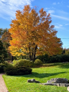 Here is a closer look at one of the maple trees at Asticou. Autumn leaf color is a phenomenon that affects the green leaves of many deciduous trees and shrubs. During a few weeks in autumn, various fall shades can be seen throughout many landscapes.